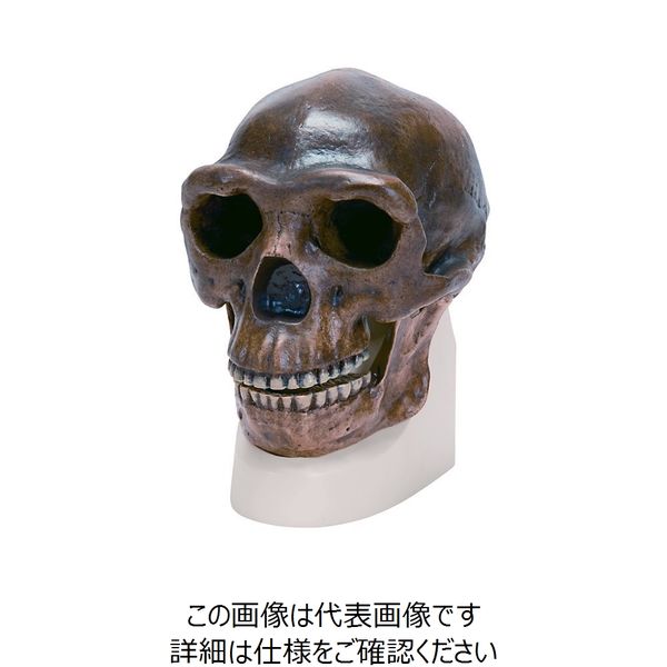 ナリカ 古代人頭蓋骨模型(北京原人) VP750N/1 M60-4604 1個（直送品