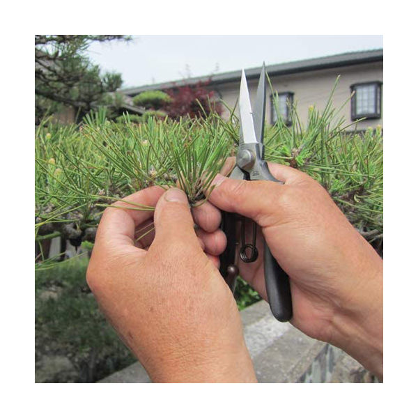 吉岡刃物製作所 鋏正宗 両刃芽切鋏持ったまんま鋏170ミリ 034079 1本