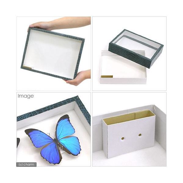 志賀昆虫普及社 標本作成セット(大型標本箱付き) 昆虫 標本用品 標本