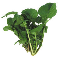 アーテック 育てるやさい ルッコラ 102993 1セット(6包)（直送品