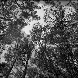 レンズ: Mir 26b 45mm f3.5 · Lomography