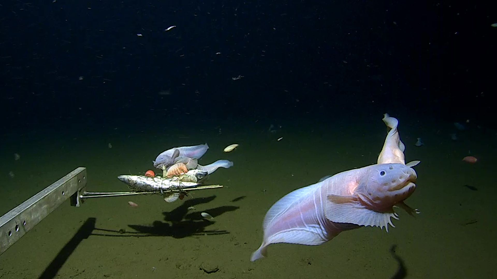 Hatchetfish | Deep-sea, Bioluminescent, Anglerfish | Britannica