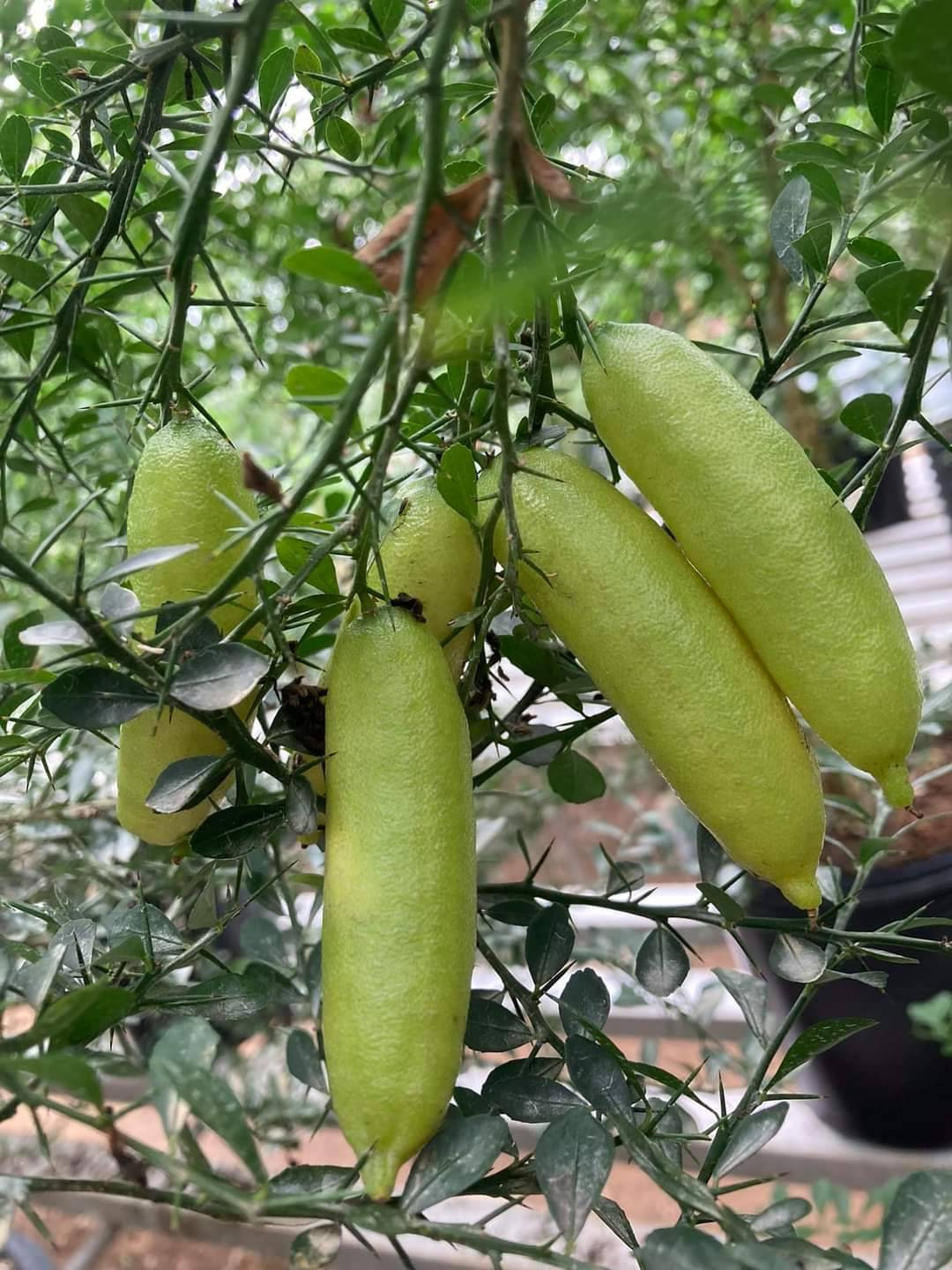 Kazu-K さま専用出品 スイングルシトロメロ種子、苗 Kazu-K さま専用