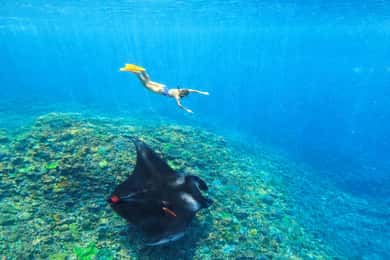 バリ島：ペニダ島でマンタと泳ぎましょう（オプションでランチと
