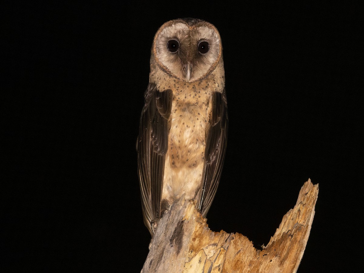 スラメンフクロウ - eBird