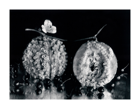 写真展のご案内＞「覚醒する写真たち」 今 道子 ＋ 佐藤時啓 | 富士