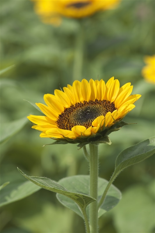 タキイのひまわり「サンリッチ」1991年の発売から30年！ ひまわりの