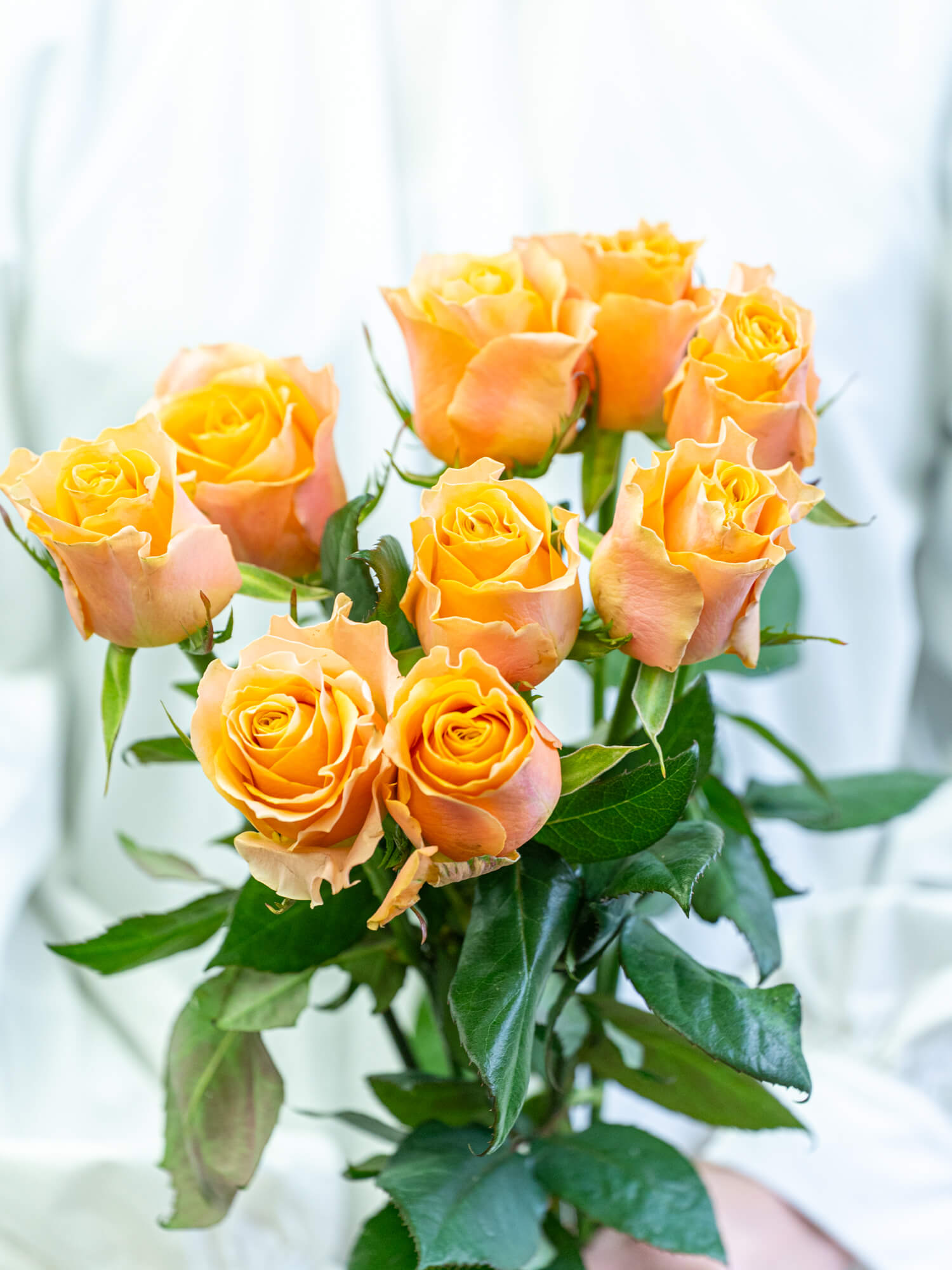 バラ（オレンジ）カルピデューム｜花の仕入れを簡単に。花材の卸通販