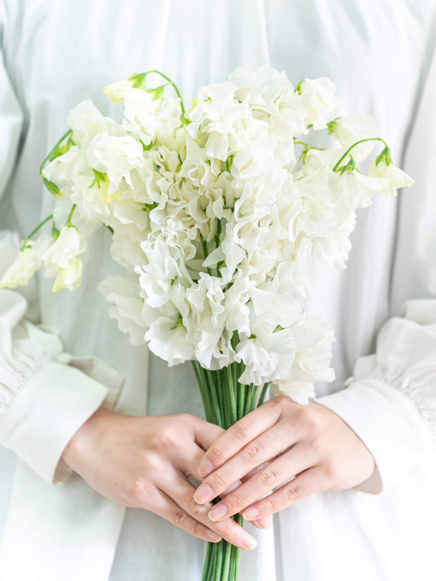 スイートピー（白）おまかせ品種｜花の仕入れを簡単に。花材の卸通販