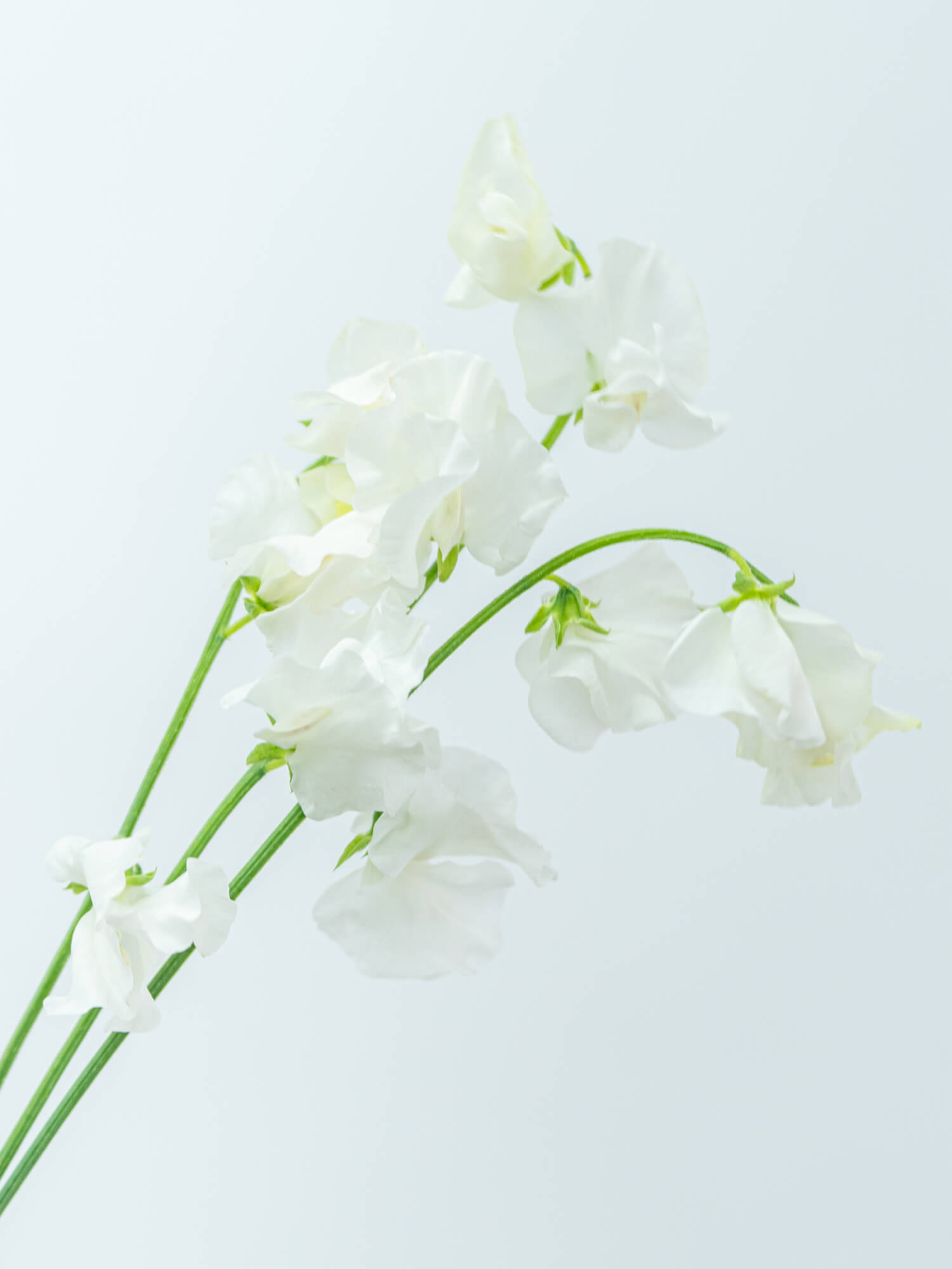 スイートピー（白）おまかせ品種｜花の仕入れを簡単に。花材の卸通販