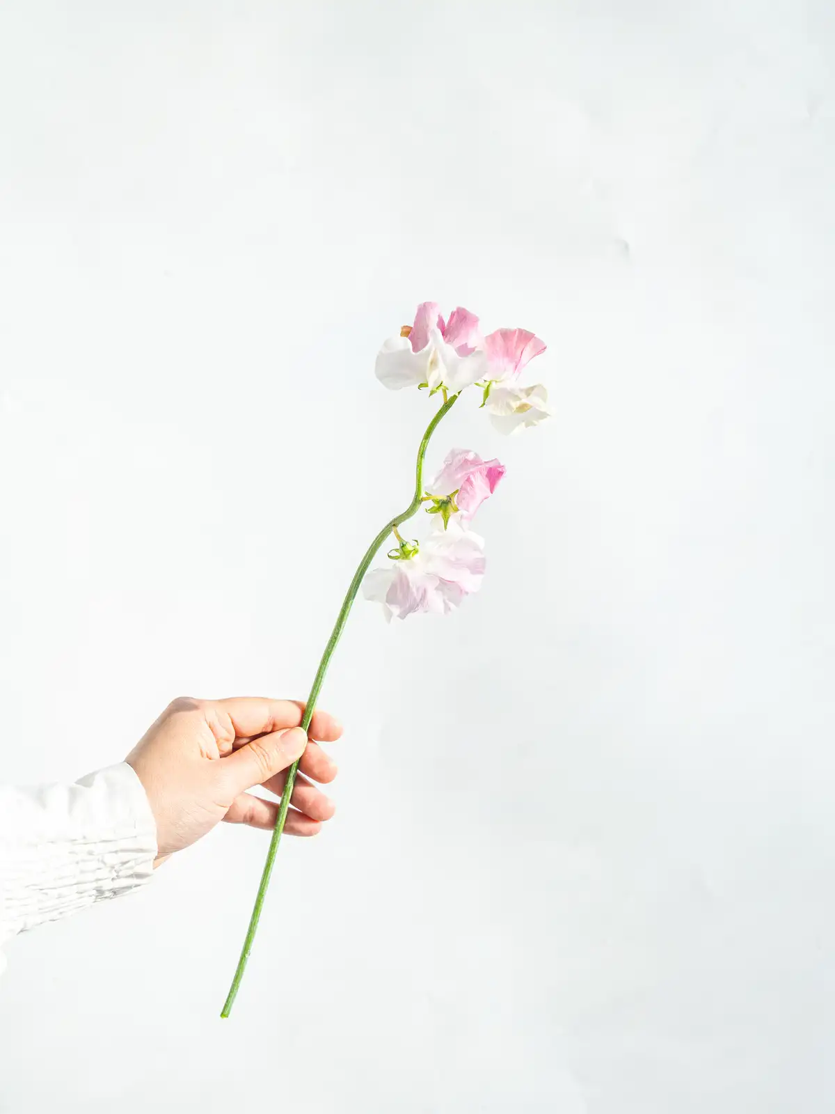 スイートピー（白）おまかせ品種｜花の仕入れを簡単に。花材の卸通販