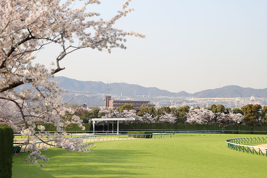 阪神競馬場と阪急電鉄の知られざる関係とは？ リニューアルした阪神