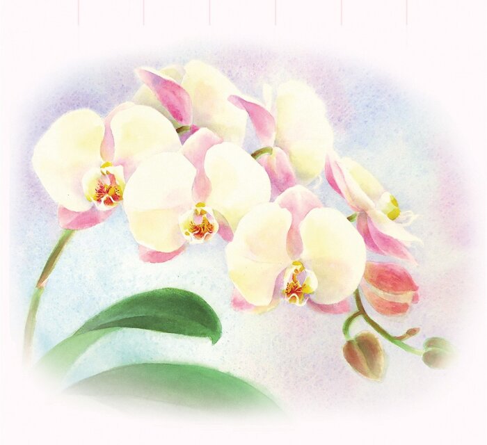 水彩画一筆箋120「胡蝶蘭」25枚 | iichi 日々の暮らしを心地よくする