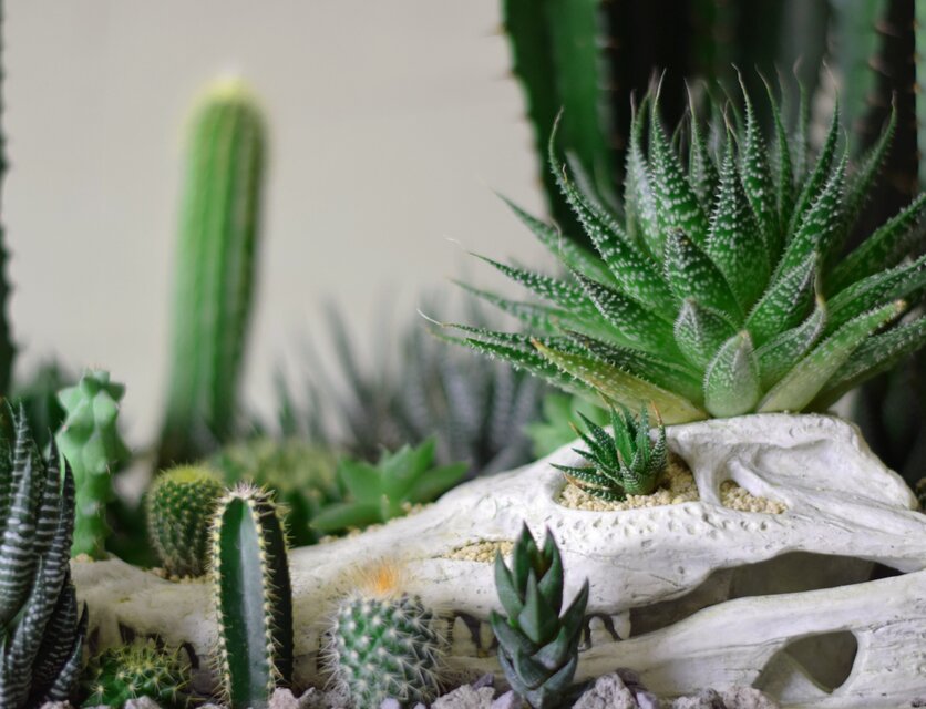 plants born （crocodile) サボテンの庭 | iichi 日々の暮らしを