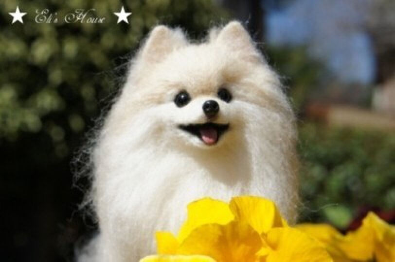 羊毛フェルト ポメラニアン クリーム | iichi 日々の暮らしを心地よく