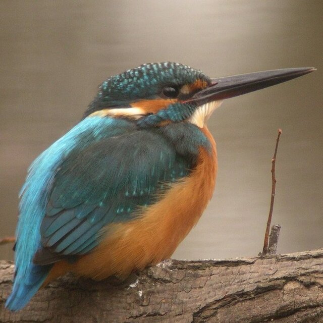 粘土の羽根飾り＿カワセミ緑＿ストラップ＿R小 T小 T中 | iichi 日々の
