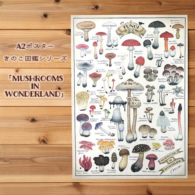 A2ポスター ○キノコ図鑑シリーズ3○MUSHROOMS IN WONDERLAND | iichi