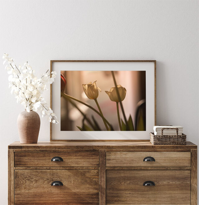 チューリップ / アートポスター 写真 カラー 白黒 アートプリント