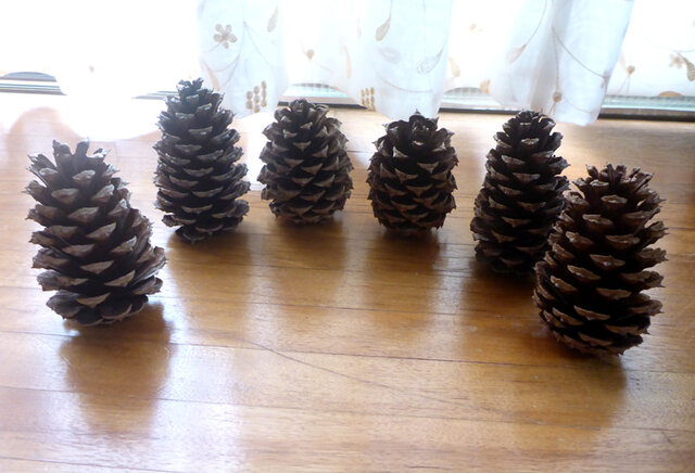 ダイオウマツ 松ぼっくり（極小）6個 | iichi 日々の暮らしを心地よく