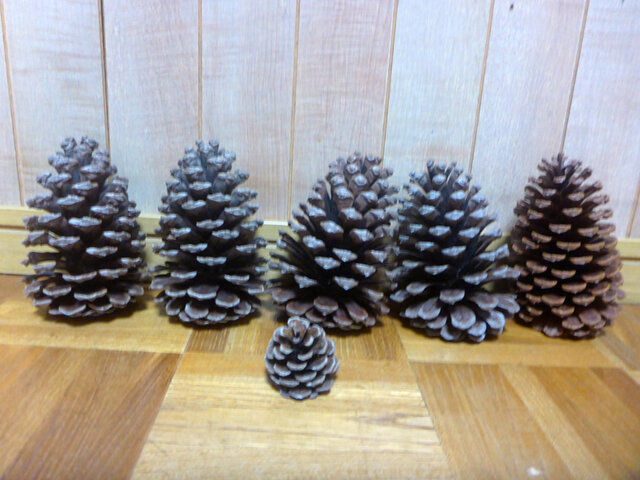 ダイオウマツ 松ぼっくり（特大）4個 | iichi 日々の暮らしを心地よく