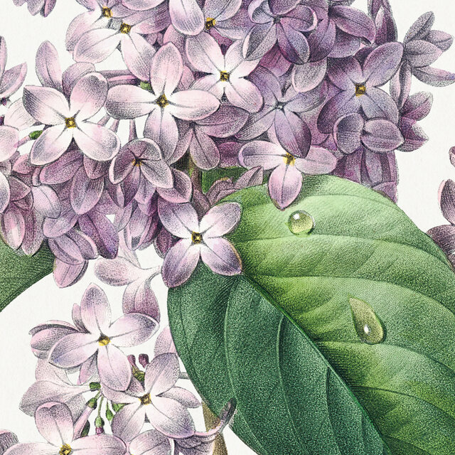 A4【紫のライラック アンティーク ボタニカルフラワー】インテリア