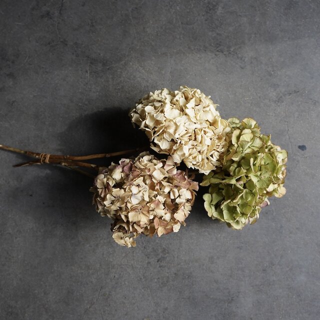 ドライフラワー紫陽花（あじさい）3本セット | iichi 日々の暮らしを