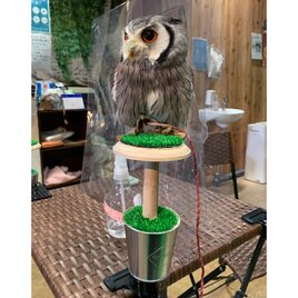 小型猛禽用クリップ式簡易パーチ フクロウやチョウゲンボウなど