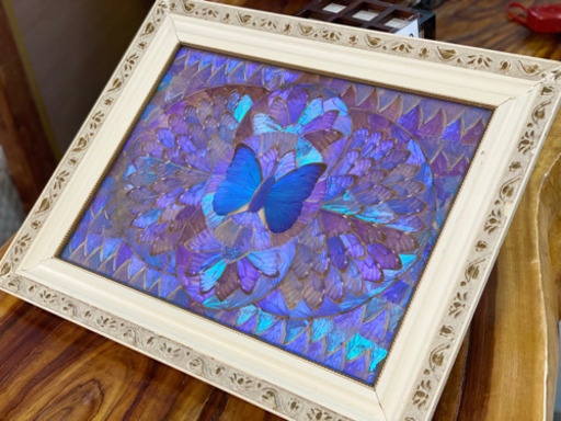 モルフォ蝶の羽で描かれた絵画、標本 (リサイクル倶楽部) 重富の