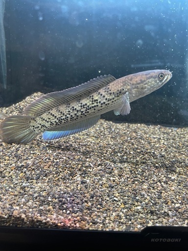 割引 ブラックダイヤモンドスネークヘッド