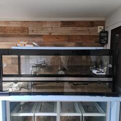 爬虫類倶楽部の中古が安い！激安で譲ります・無料であげます｜ジモティー