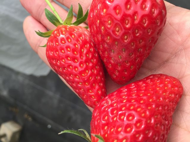 さっちゃん家の幸せいっぱいイチゴ園】予約・アクセス・割引クーポン