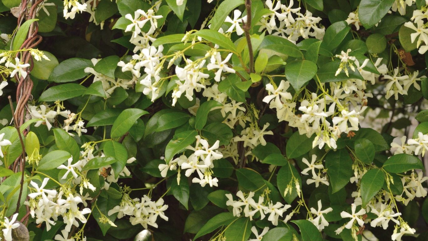 Jasmine Vines For Zone 7 Gardens - Tips On Growing Jasmine In Zone