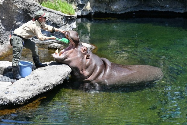 In Photos: Osaka zoo's hippo believed to be male turns out to be