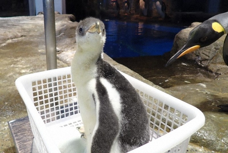 ペンギンの赤ちゃんすくすく 8月4日まで公開 山口・海響館 | 毎日新聞