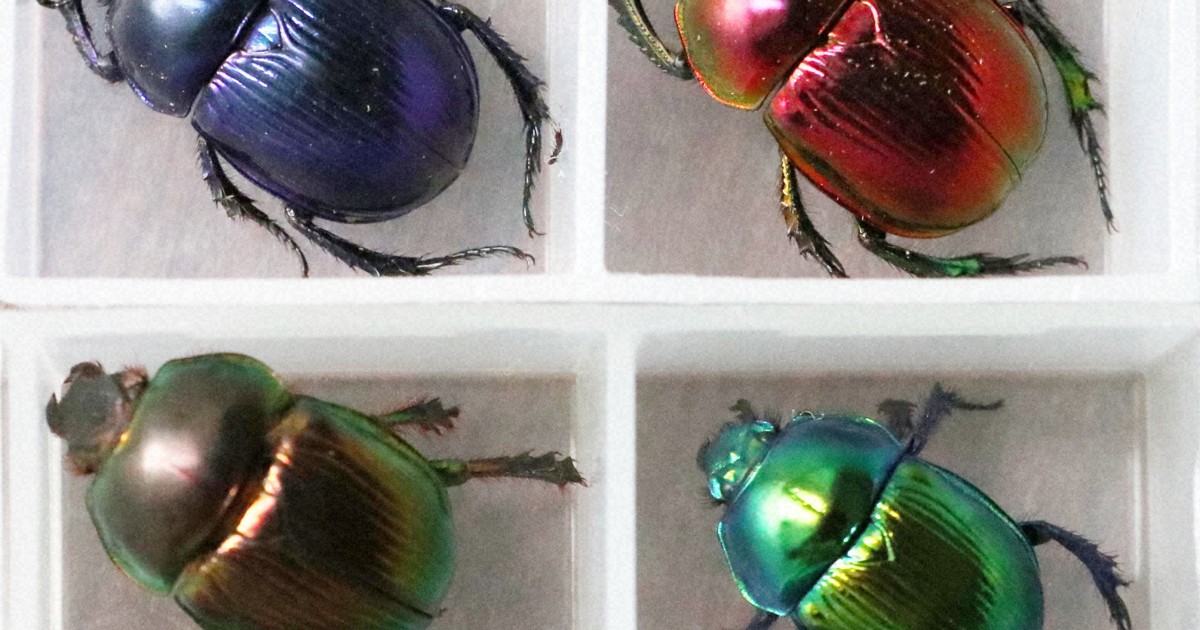 奈良のコガネ虫だけ、なぜ瑠璃色？ 高校生が迫った自然の不思議 | 毎日新聞