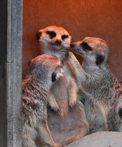 寒い…ミーアキャットもヒーターで暖 山口・美祢のサファリランド
