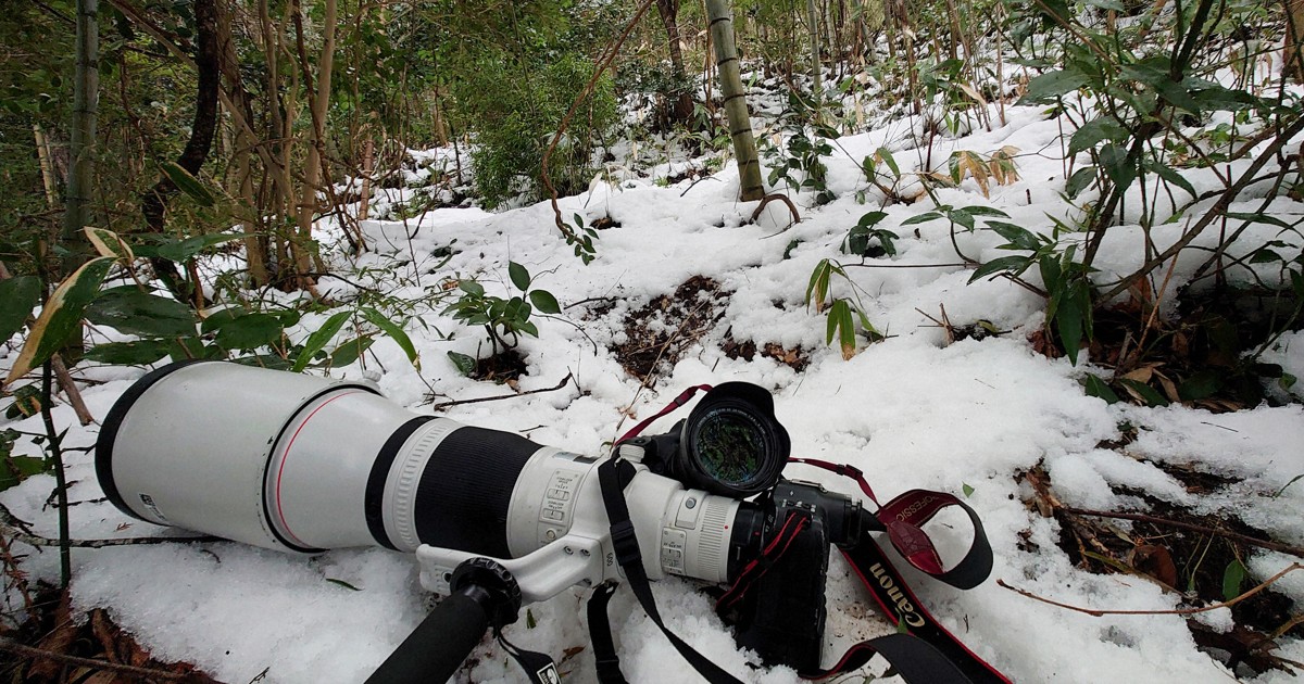 Beautiful Jungle：謎の類人猿ヒバゴンはニホンザル？ 伝説の地で挑む