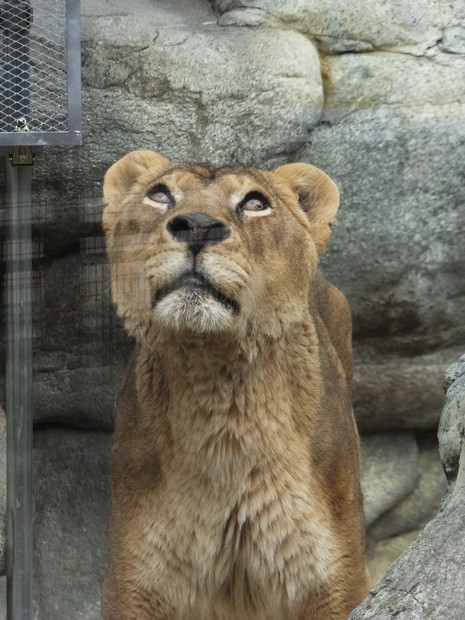 長寿ライオン「ラオ」大往生 23歳、老衰で 神戸・王子動物園 | 毎日新聞