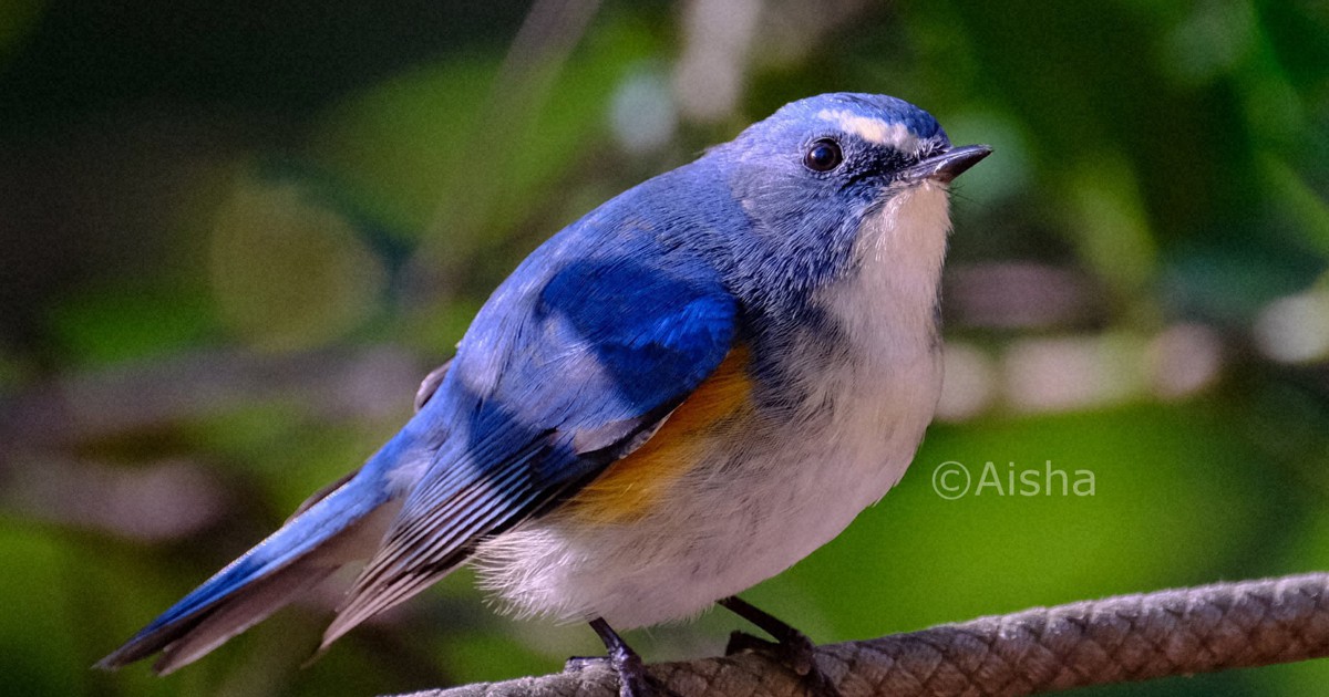 カメラ少女・藍沙のいきもの大好き：幸せの青い鳥 ルリビタキ | 毎日新聞