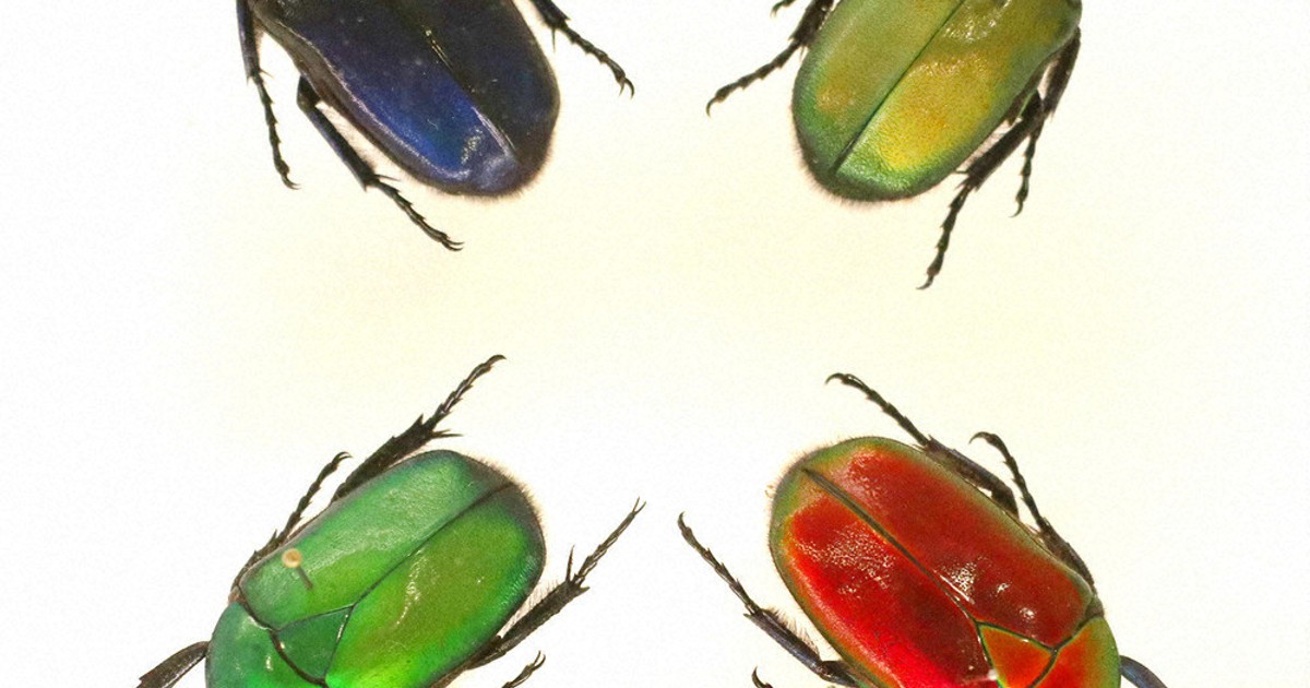 カナブン「色形ピカイチ」だぜ！ あすから 市昆虫館で特別展 橿原