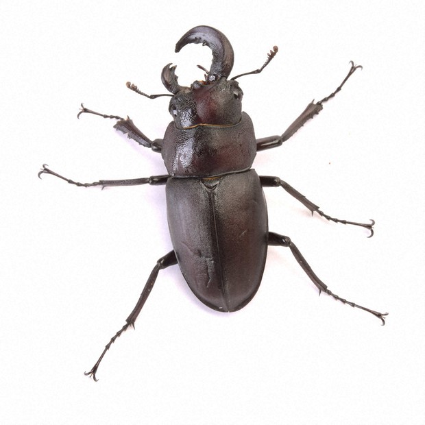 8歳・6歳兄弟が「雌雄モザイク」の希少クワガタ発見 群馬で展示 | 毎日新聞