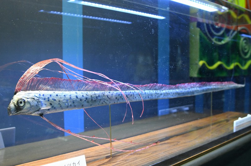 神秘的な「リュウグウノツカイ」剥製見に来て 島根の水族館 | 毎日新聞