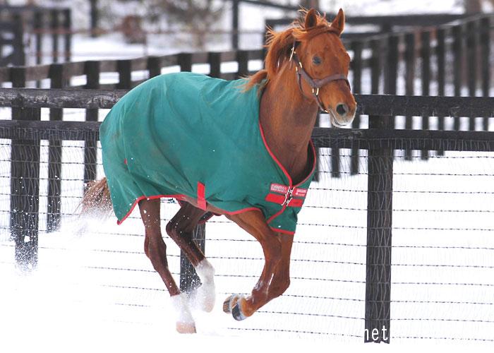 アグネスタキオン (Agnes Tachyon) | 競走馬データ - netkeiba