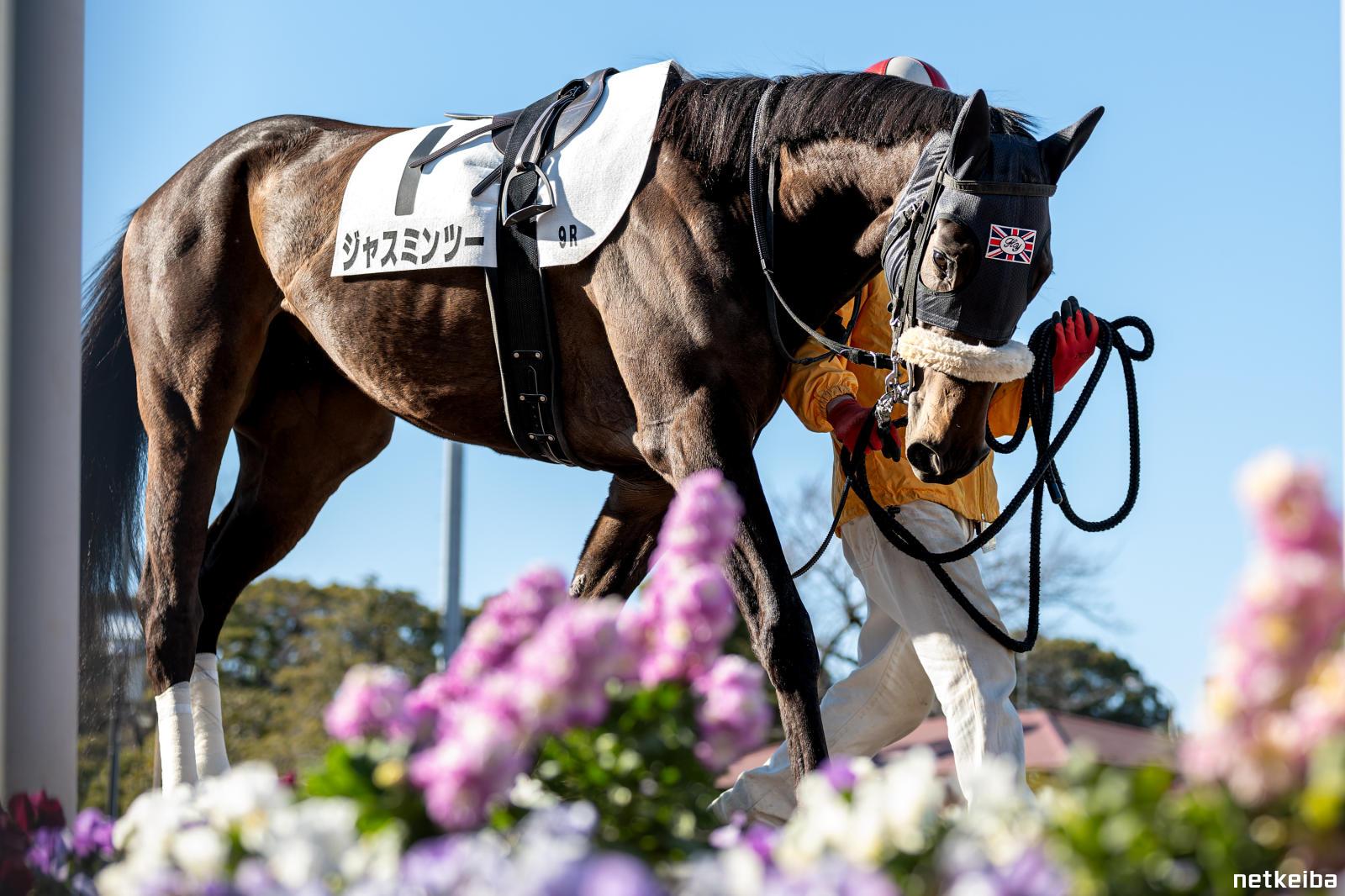 ジャスミンツー (Jasmine Two) | 競走馬データ - netkeiba