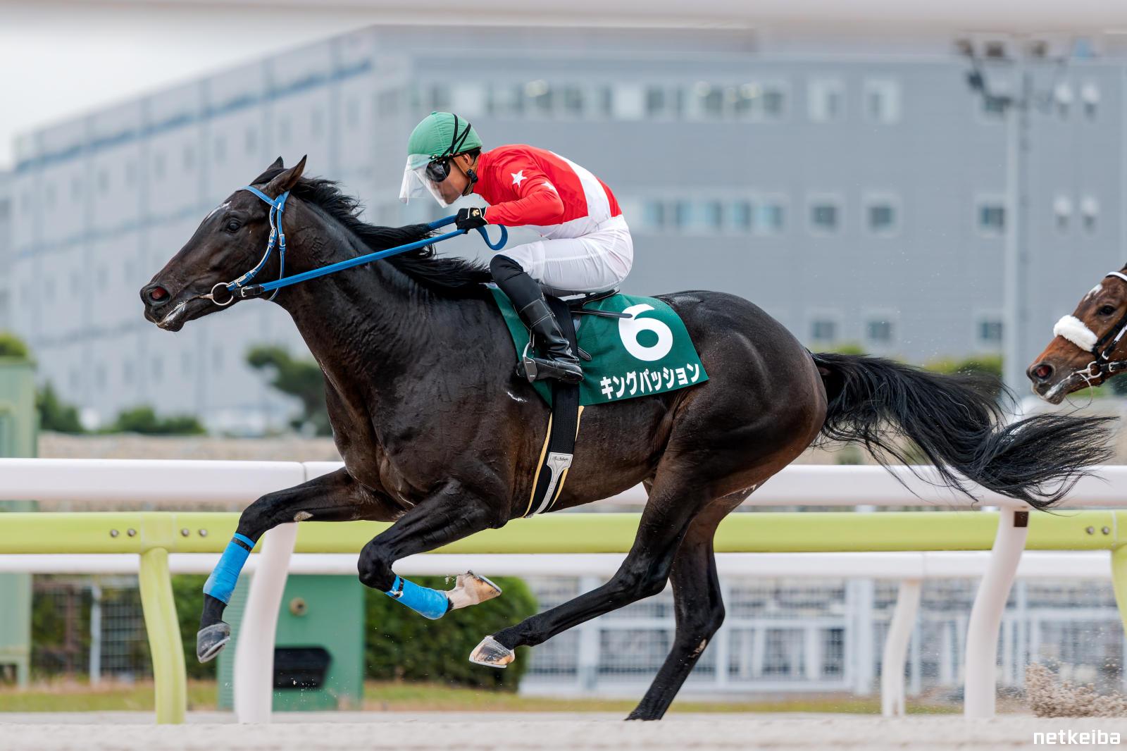 キングパッション (King Passion) | 競走馬データ - netkeiba