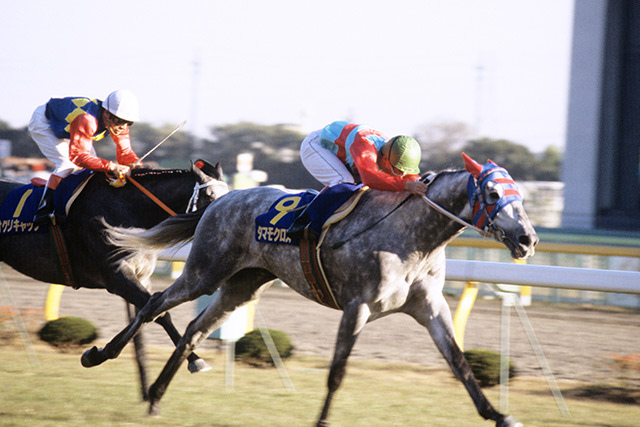 芦毛まとめ】忘れられない芦毛の名馬たち | 競馬まとめ - netkeiba.com