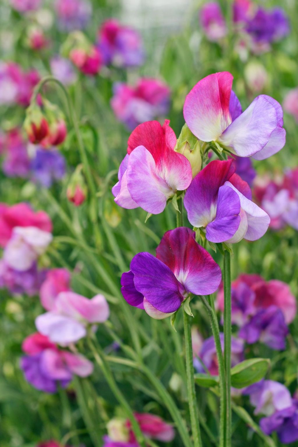 Sweet Pea 'Little Sweetheart' Seeds | Dwarf Cut Flowers | Herboo