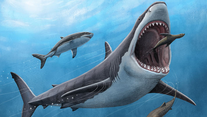 Megalodon May Have Been More Slender than Previously Thought | Sci
