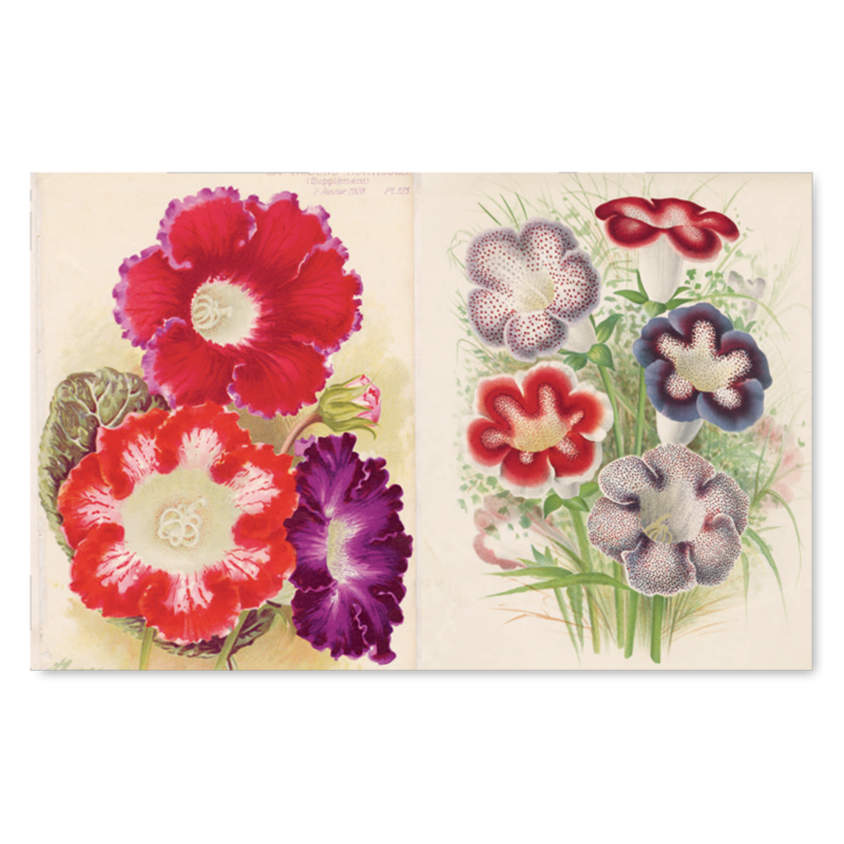 John Derian Picture Book - Crème de la Crème