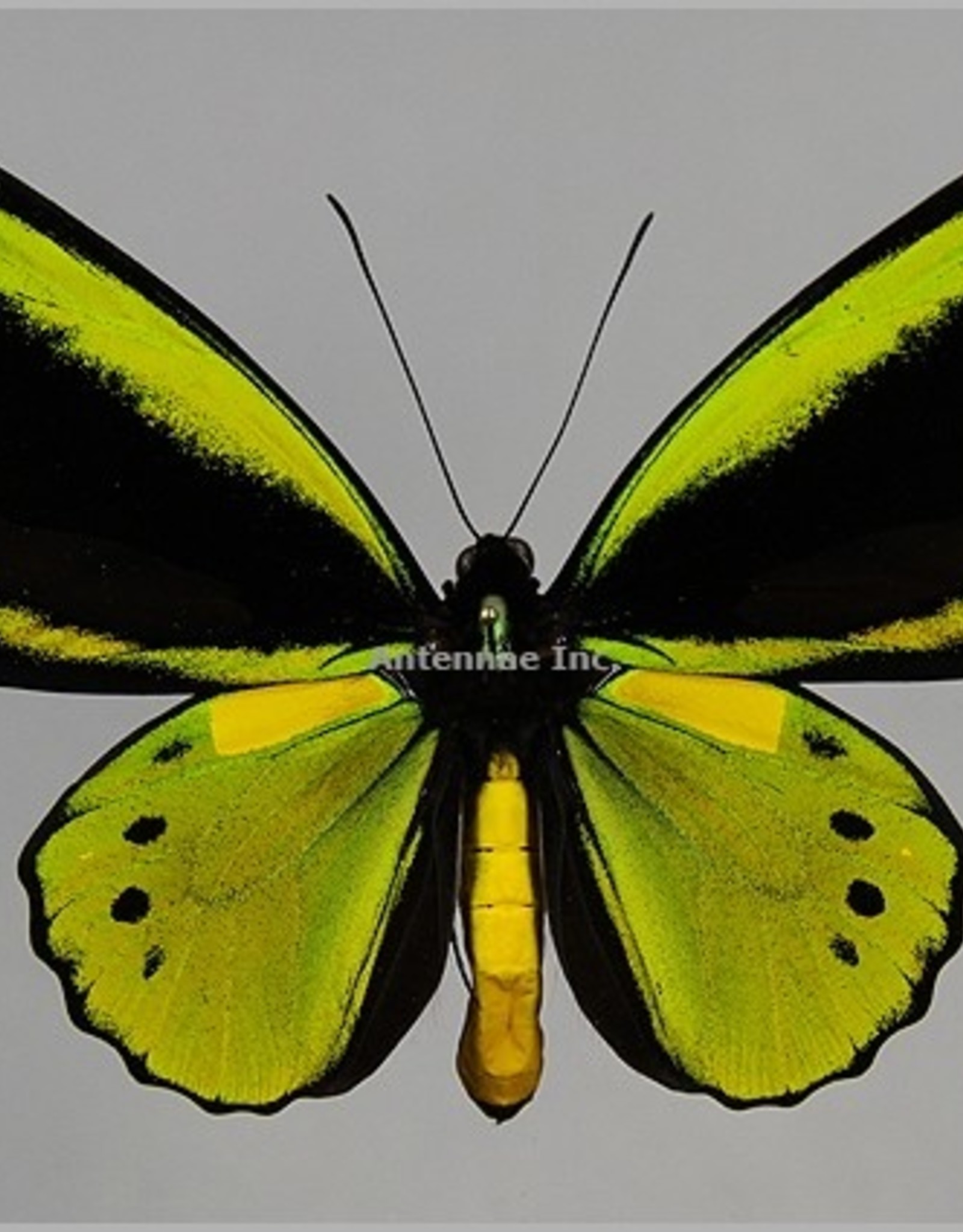 Ornithoptera croesus lydius x Ornithoptera priamus poseidon HYBRID